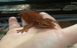 Gecko reptiles for sale: 2 crested geckos & 2 gargoyle geckos with setups - Image 4