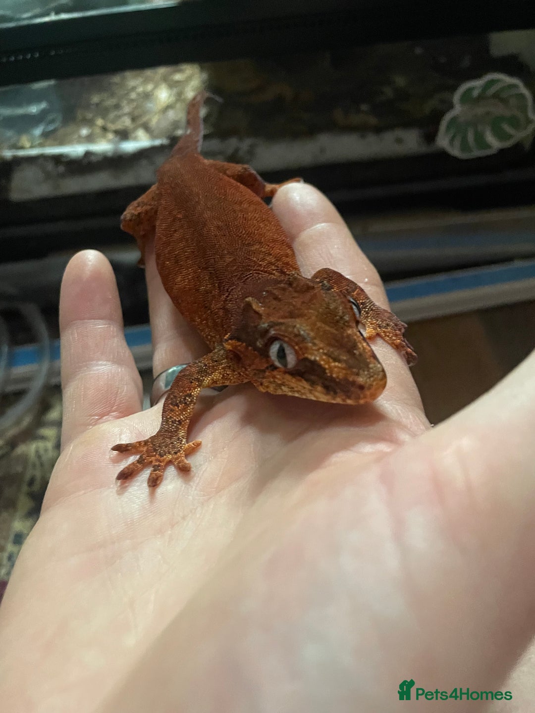 Gecko reptiles for sale: 2 crested geckos & 2 gargoyle geckos with setups - Image 4