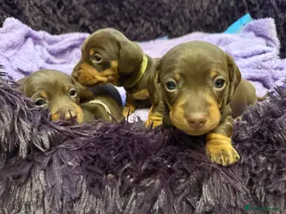 Miniature Dachshund dogs Miniature Dachshund puppies - Advert 18