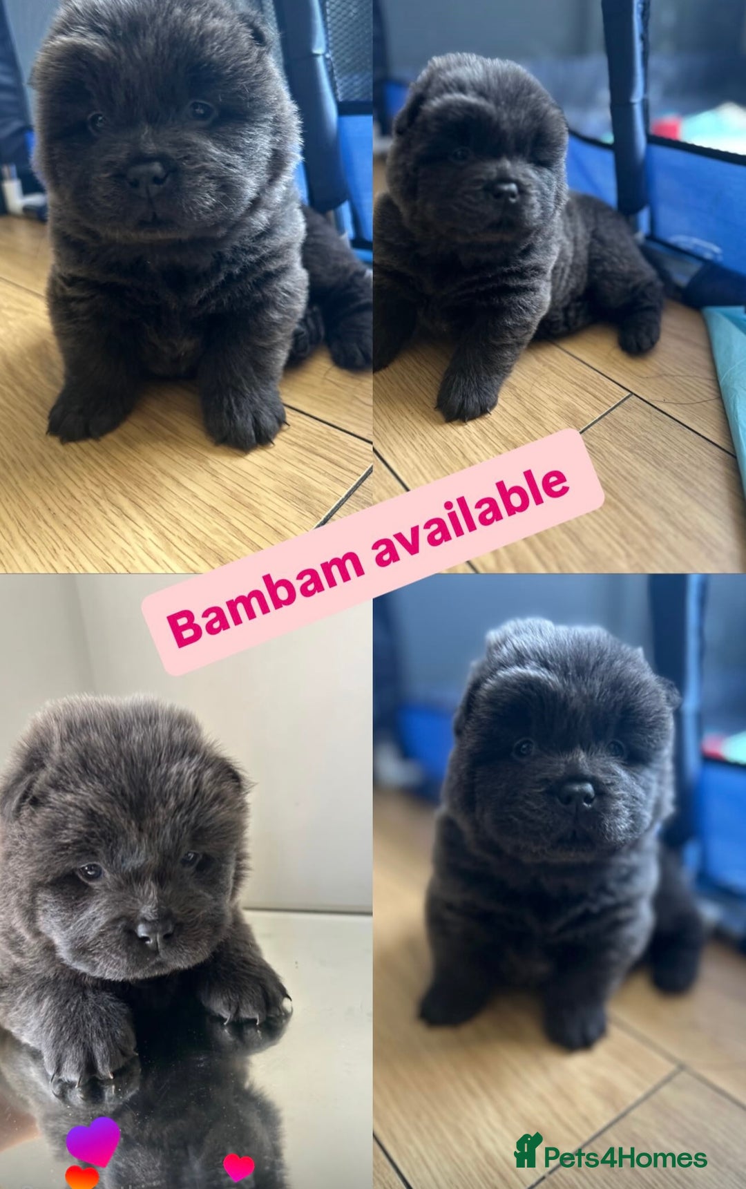 Chow Chow dogs for sale: Beautiful Chow Chow puppies  - Image 1