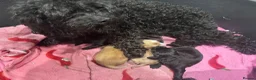 Cockapoo dogs for sale: Beautiful cockapoo puppies 🐶  in Carlisle - Advert 6