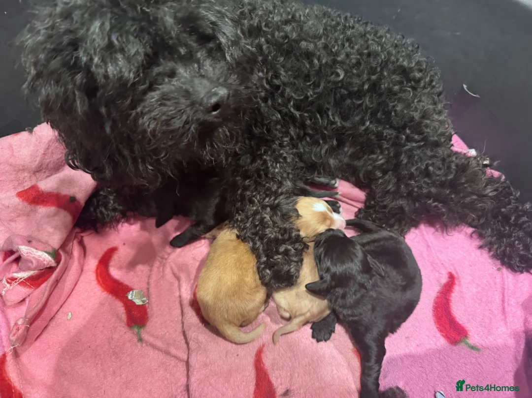 Cockapoo dogs for sale: Beautiful cockapoo puppies 🐶  in Carlisle - Advert 6