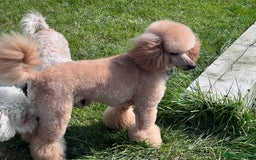 Poochon dogs for sale: 🌟 Adorable Poochon Puppies🌟 - Image 5