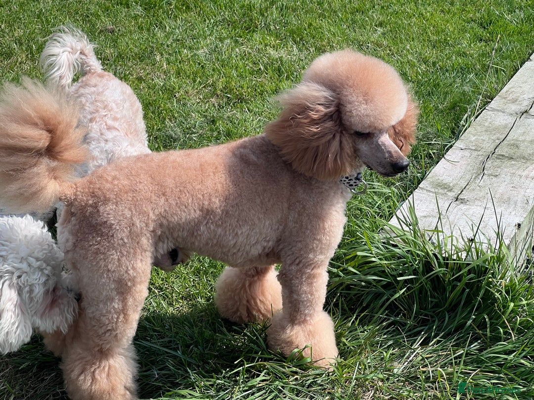 Poochon dogs for sale: 🌟 Adorable Poochon Puppies🌟 - Image 5