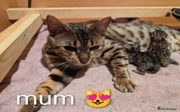 Bengal cats for sale: Ready! Bengal,TICA Registered, fully health tested - Image 5