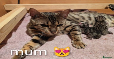 Bengal cats - Advert 11