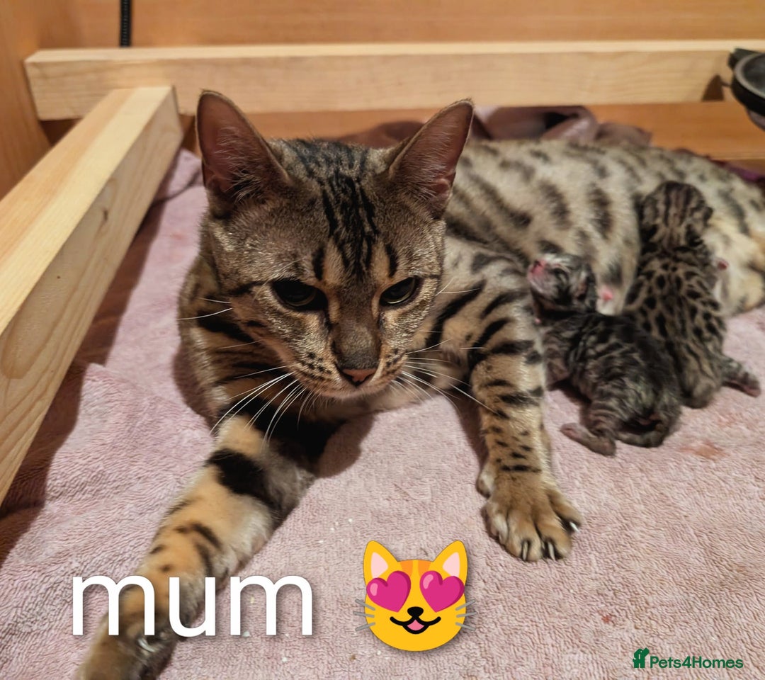 Bengal cats for sale: Ready! Bengal,TICA Registered, fully health tested - Image 5