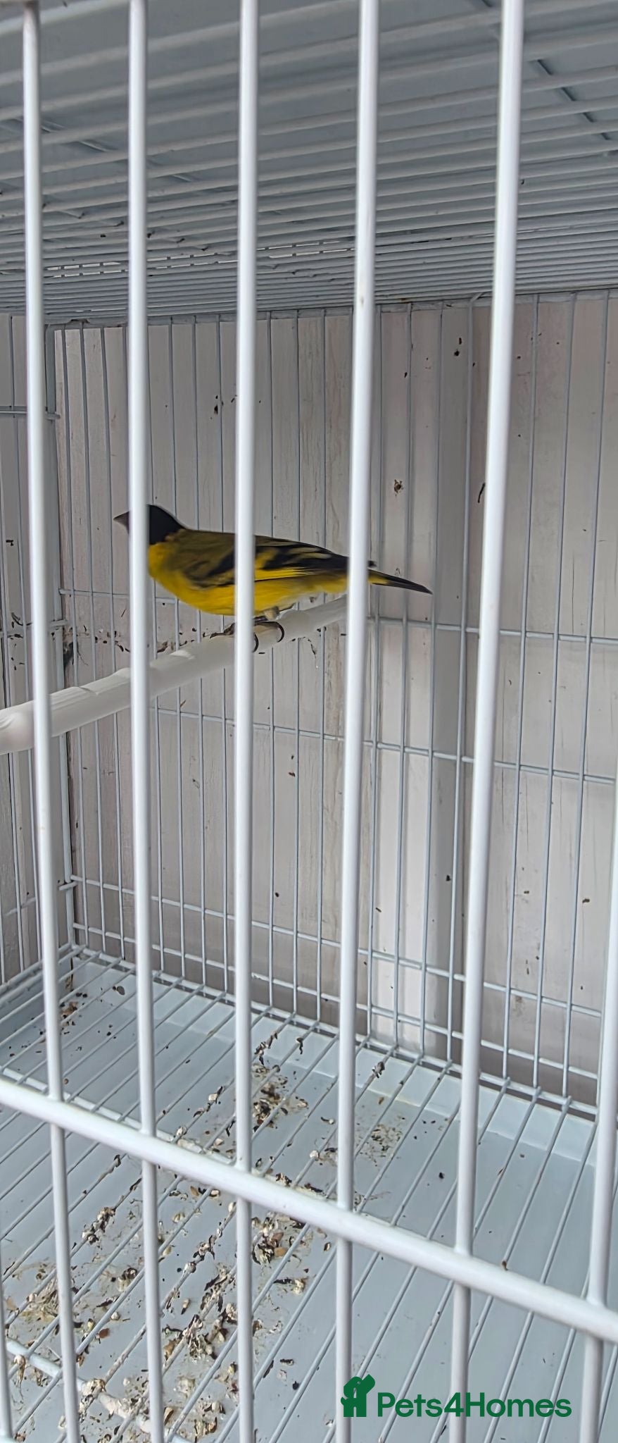Canaries birds Finches @ Canaries  - Advert 9