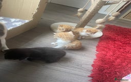 Bengal cats for sale: Kittens for sale  - Image 8