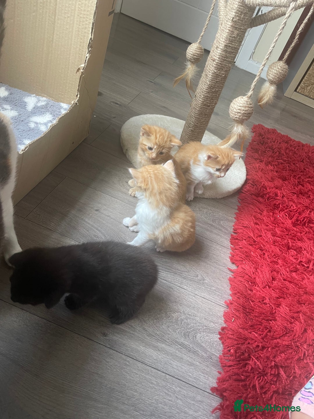 Bengal cats for sale: Kittens for sale  - Image 8