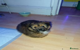 Mixed Breed dogs for sale: Puppy  - Advert 4