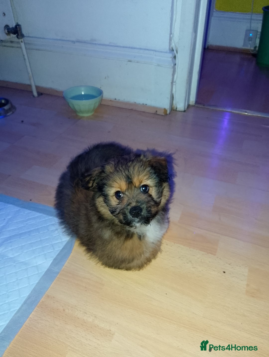 Mixed Breed dogs for sale: Puppy  - Advert 4