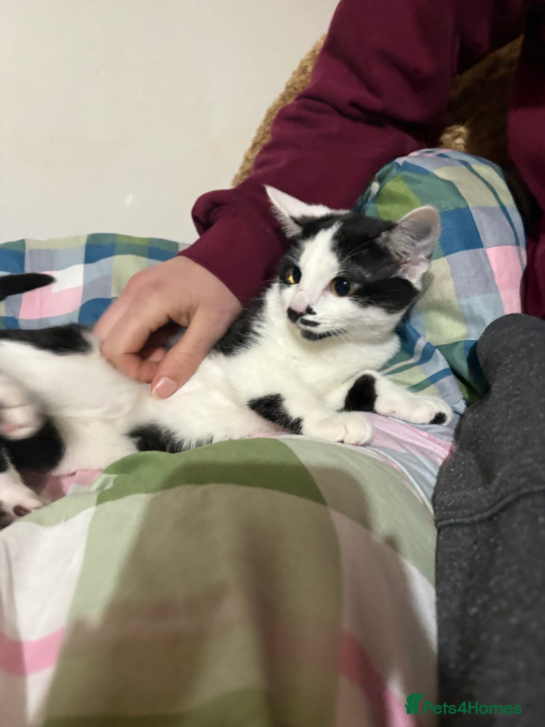 Mixed Breed cats for sale: 3 FEMALE MIXED KITTENS WITH QUARTER SIAMESE - Advert 4