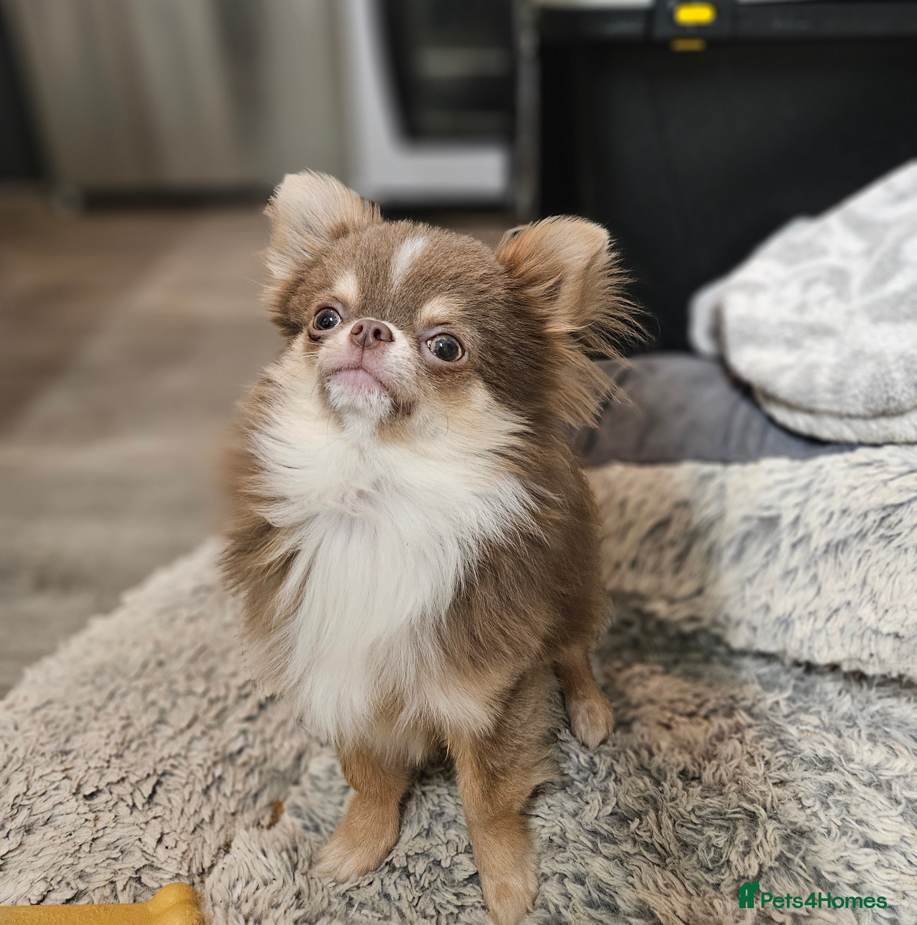 Chihuahua dogs KC Registered Lilac chihuahua boy at stud  - Advert 1