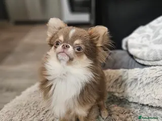 Chihuahua dogs KC Registered Lilac chihuahua boy at stud - Advert 1