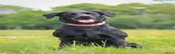 Labrador Retriever dogs for sale: Health Tested Beautifully Bred Labrador Puppies  in Southampton - Advert 16