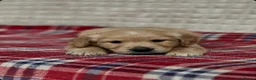 Golden Retriever dogs for sale: GORGEOUS GOLDEN RETRIEVER PUPPIES  in Carmarthen - Advert 16