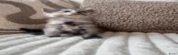 Ragcoon cats for sale: Gorgeous Mainecoon x ragdoll babies  - Advert 19
