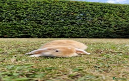 English Lop rabbits for sale: 6 adorable bunnies £60 each ready for a fun home  - Image 13