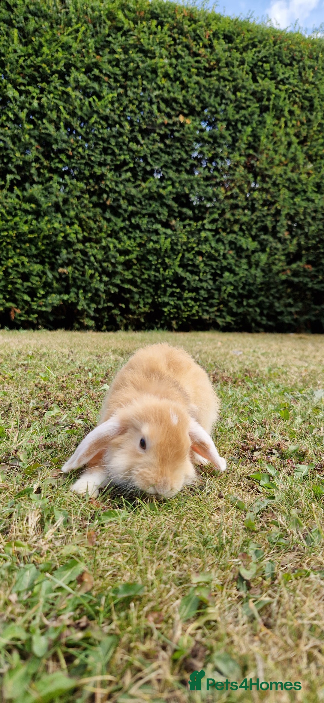 English Lop rabbits for sale: 6 adorable bunnies £60 each ready for a fun home  - Image 13
