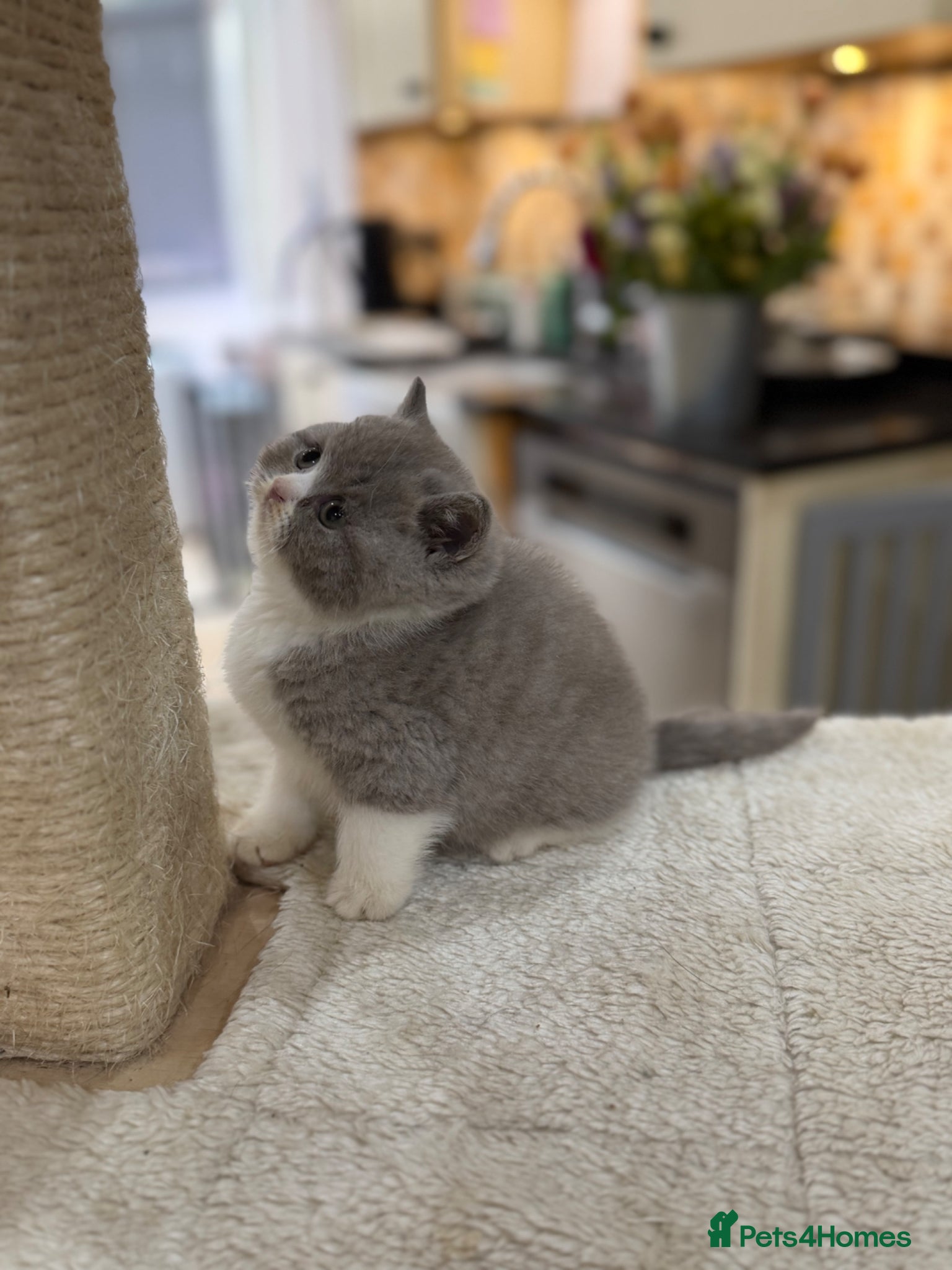 British Shorthair cats Full Pedigree/Registered BSH from £995 - Advert 2
