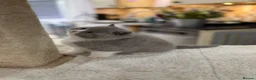 British Shorthair cats for sale: Full Pedigree/Registered BSH from £995 - Advert 32