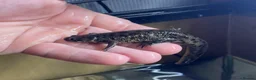 Newt reptiles for sale: Ribbed newts for sale.  - Advert 3