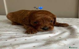 Cavapoo dogs for sale: Fully health tested Cavapoo 🐾🐶 - Image 19