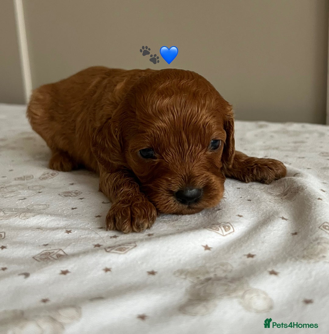 Cavapoo dogs for sale: Fully health tested Cavapoo 🐾🐶 - Image 19