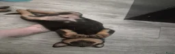 Rottweiler dogs for sale: Rottweiler Puppies in Darlington - Advert 2
