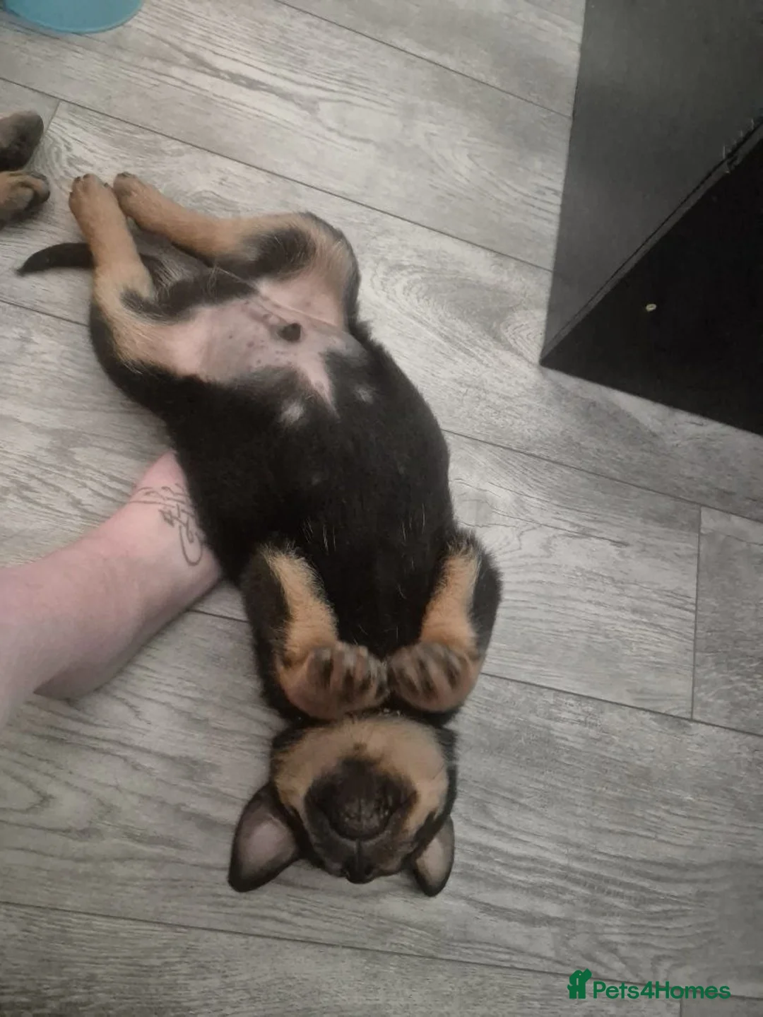 Rottweiler dogs for sale: Rottweiler Puppies in Darlington - Advert 2