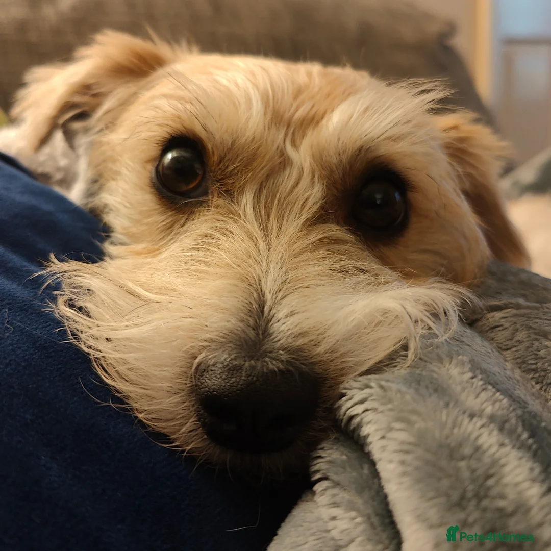 Mixed Breed dogs for sale: Loving home needed for 3 y/o jack Russell mix  - Advert 2