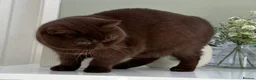 British Shorthair cats for sale: Gorgeous Chocolate Female  - Advert 2