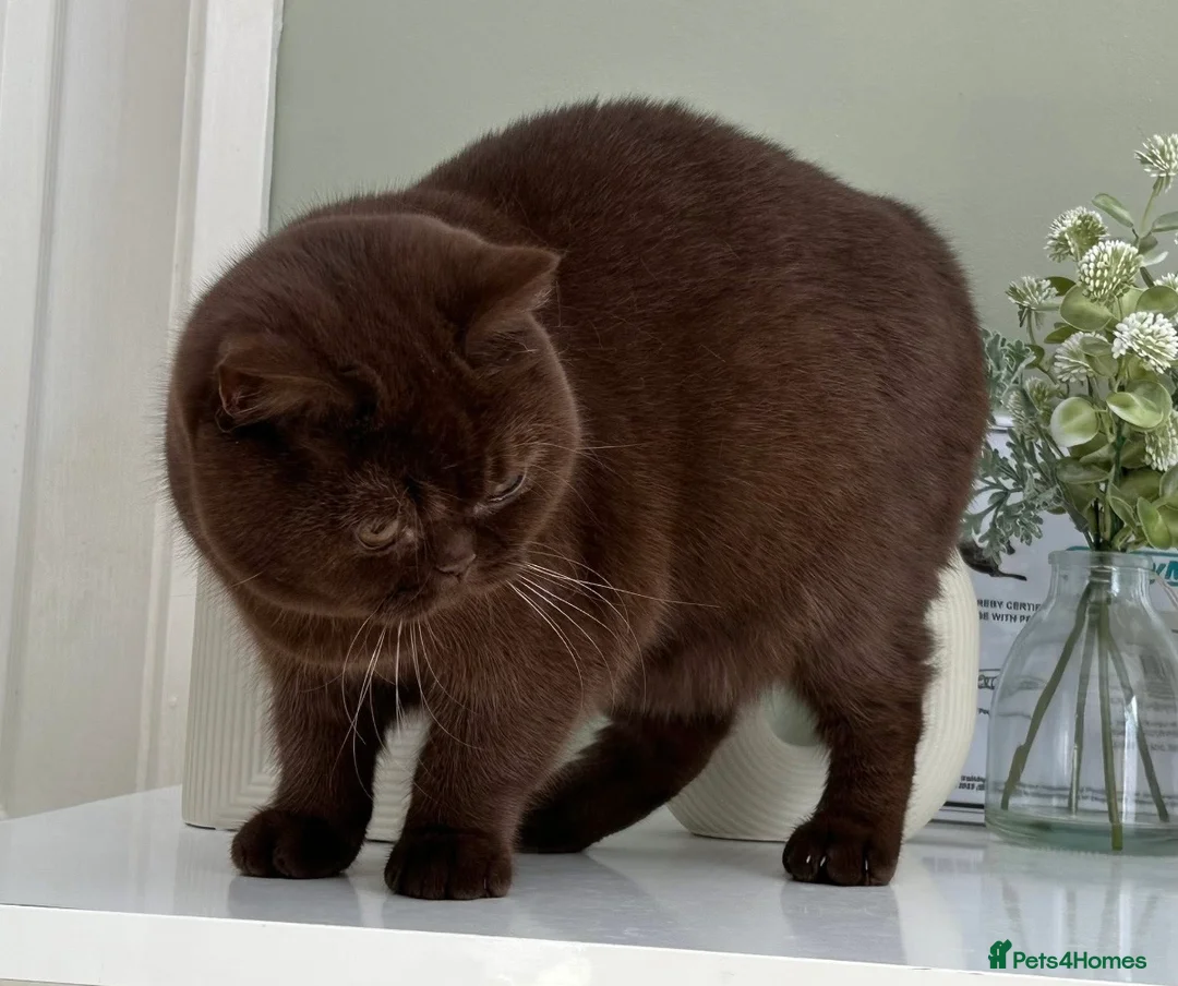 British Shorthair cats for sale: Gorgeous Chocolate Female  - Advert 2