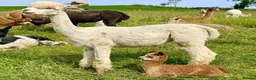 Alpaca livestock for sale: Beautiful group of coloured female alpaca and cria - Advert 3