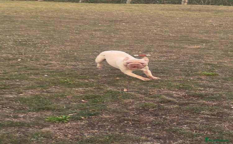 French Bulldog dogs - Advert 10