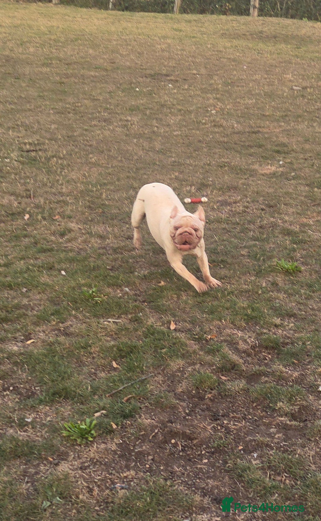 French Bulldog dogs for sale: 14 months old bitch - Image 1