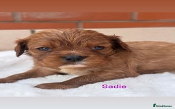 Cavalier King Charles Spaniel dogs for sale: Cavalier King Charles puppies  - Image 6