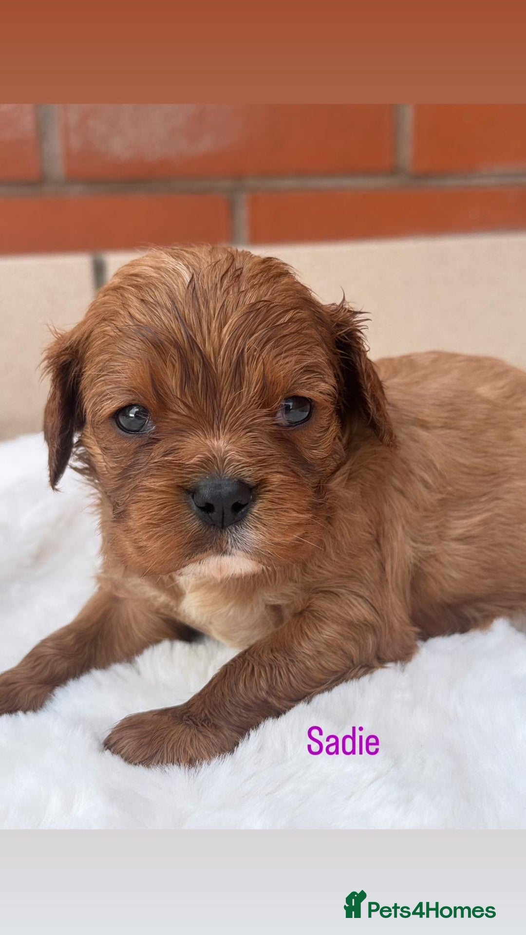 Cavalier King Charles Spaniel dogs for sale: Cavalier King Charles puppies  - Image 6