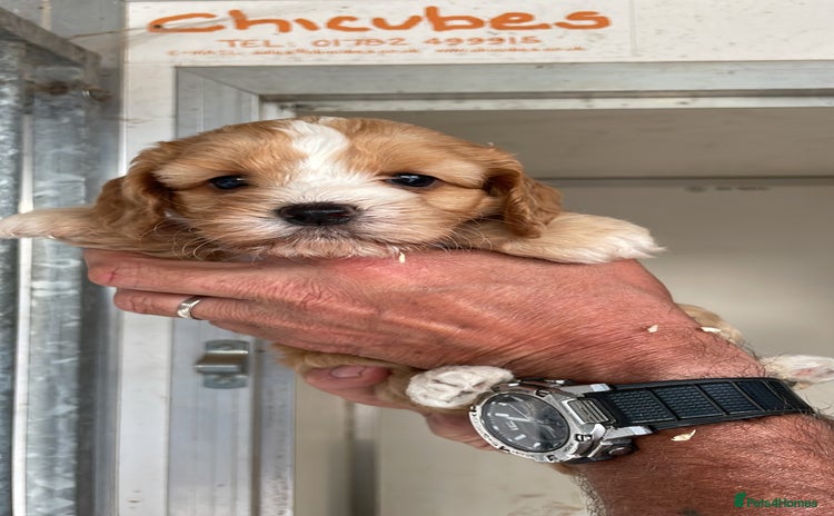 Cockapoo dogs - Advert 2