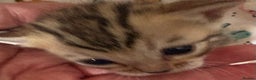 Bengal cats for sale: Stunning Tica reg Bengal kittens  - Advert 12