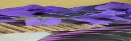 Lizard reptiles for sale:  Captive Bred Baby Jewelled Lacertas Available - Advert 3