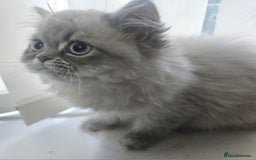 Persian cats for sale: Blue point Persian kitten - Image 1