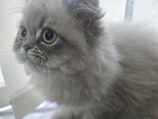 Persian cats - Advert 3