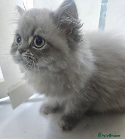 Persian cats - Advert 4