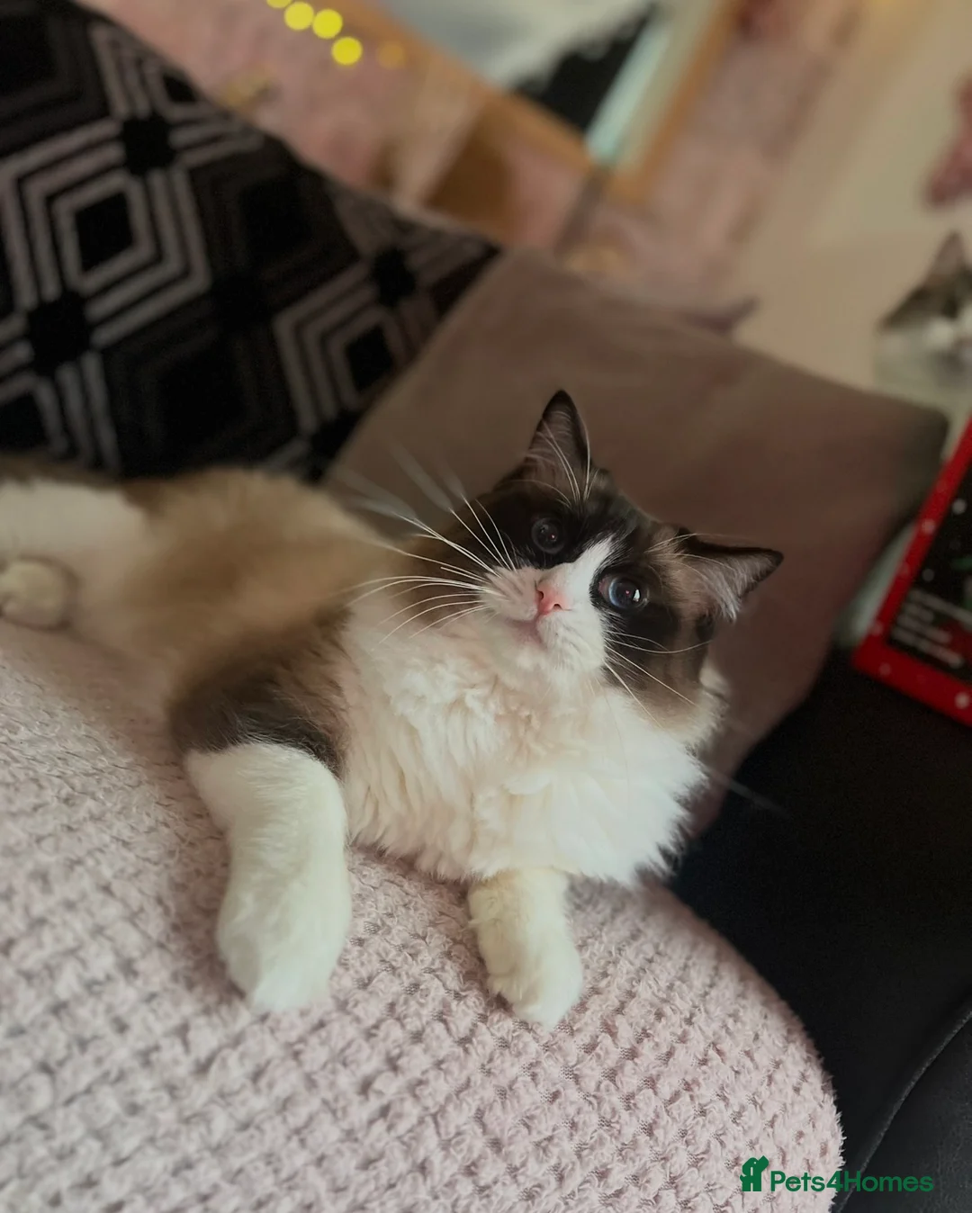 Mixed Breed cats for sale: 2 half ragdoll kittens - Advert 12