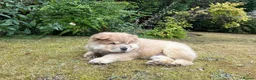 Chow Chow dogs for sale: Chow Chow Male Puppy – Blue Fawn - Advert 5