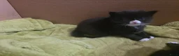 Mixed Breed cats for sale: 3 stunning kittens for sale - Advert 7