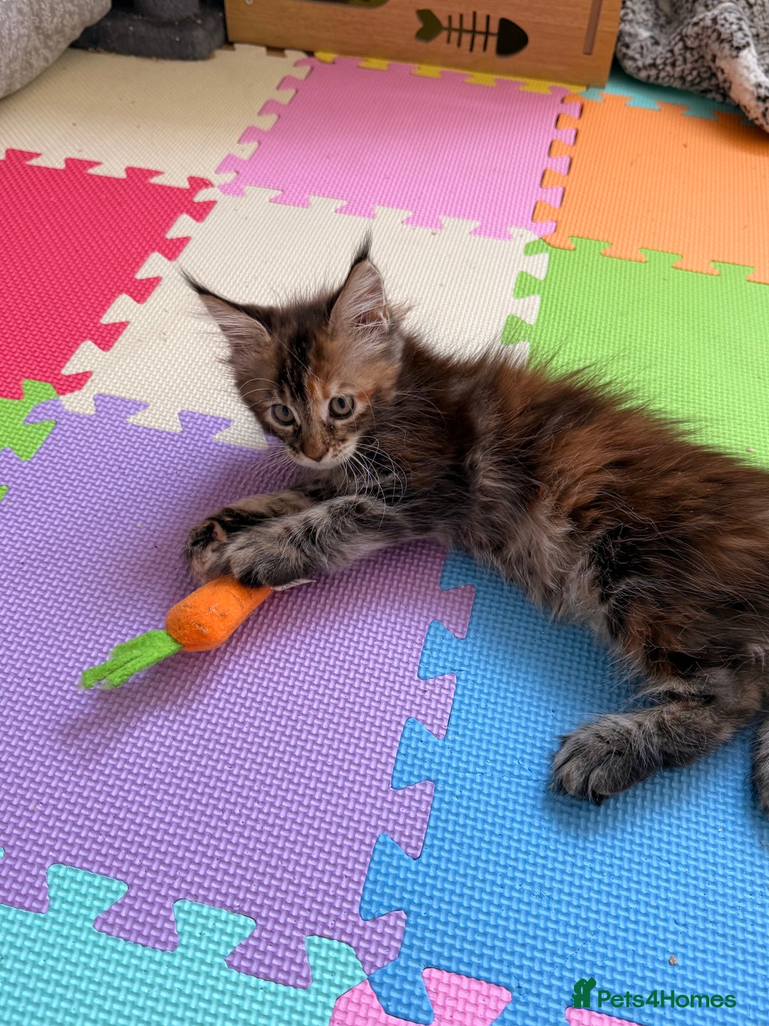 Maine Coon cats for sale: 🐾 2 MAINE COON KITTENS LOOKING FOR LOVING HOME 🐾 - Advert 4