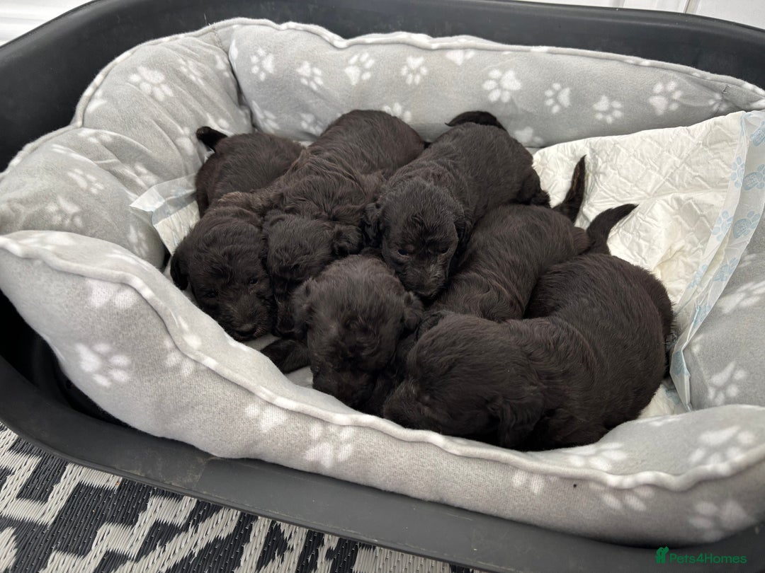 Bedlington Terrier dogs for sale: Bedlington terrier  - Image 7